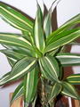 Dracaena Deremensis
